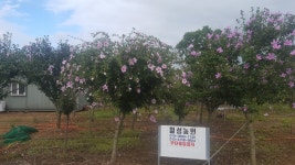 무궁화 팝니다 : 트리디비 무궁화 팝니다  : 트리디비