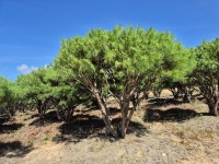 반송 급매 : 트리디비