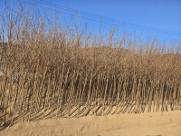 왕벚나무 R2~R3점 분달이 판매 : 트리디비