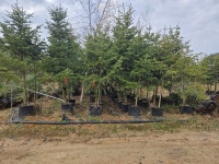 전나무(노지 H2.0~H5.0/컨테이너 H2.0~H4.0) 판매합니다. : 트리디비