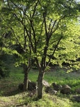 농장임차만료로 전량 매매합니다 : 트리디비