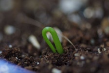 청각전(Bowiea volubilis) 발아