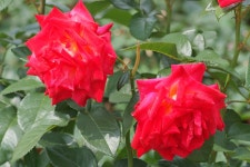 장미 코사이(Kosai)품종