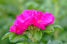 해당화 > 식물도감 > 트리인포 해당화, 4ㅅ3ㅅ, Rosa rugosa 상세내용