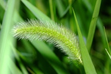 강아지풀 > 식물도감 > 트리인포 강아지풀, Setaria viridis (L.) P. Beauv. 상세내용