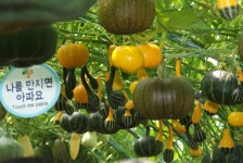 꽃호박