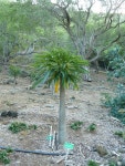 귀금봉 > 식물도감 > 트리인포 귀금봉, Pachypodium rutenbergianum 상세내용