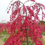 착한가격 나무묘목 나무생각 착한가격 나무묘목  나무생각