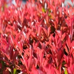 착한가격 나무묘목 나무생각 착한가격 나무묘목  나무생각