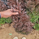 착한가격 나무묘목 나무생각 착한가격 나무묘목  나무생각