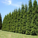 착한가격 나무묘목 나무생각 착한가격 나무묘목  나무생각