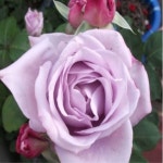 착한가격 나무묘목 나무생각 착한가격 나무묘목  나무생각