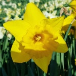 착한가격 나무묘목 나무생각 착한가격 나무묘목  나무생각