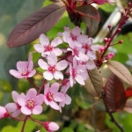 착한가격 나무묘목 나무생각 착한가격 나무묘목  나무생각