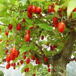 착한가격 나무묘목 나무생각 착한가격 나무묘목  나무생각