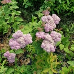 착한가격 나무묘목 나무생각 착한가격 나무묘목  나무생각