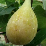 착한가격 나무묘목 나무생각 착한가격 나무묘목  나무생각