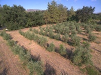 Brooks, CA Homes For Sale & Real Estate