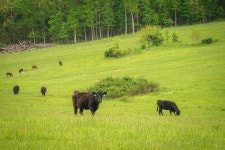 11205 Claxton Rd Road, Falcon, MO 65470 | MLS# 60296135 | Trulia