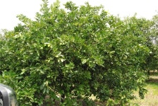 12010 NE Highway 70 #3-26-41, Arcadia, FL 34266 - See Est. Value, Schools & More