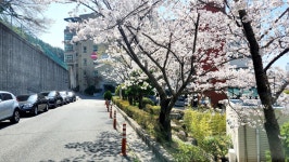 [동명대학교 2025년 봄 벚꽃길 축제] 차 없는 거리 행사 | 응급구조학과