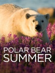 Polar Bear Summer - Where to Watch and Stream - TV Guide Polar Bear Summer