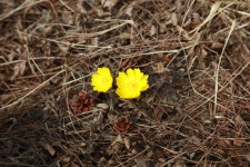 군정소식 > 의령소식 > 보도자료 > 의령군 대의면사무소에 봄의 전령 ‘복수초’ 피어나 | 의령군청