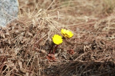 군정소식 > 의령소식 > 보도자료 > 의령군 대의면사무소에 봄의 전령 ‘복수초’ 피어나 | 의령군청