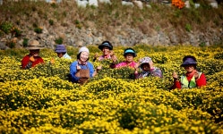 군정소식 > 의령소식 > 보도자료 > 의령군 궁류면 천상골 황국(감국) | 의령군청