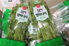 군정소식 > 의령소식 > 보도자료 > 향긋한 밭미나리의 유혹...의령 가례 밭미나리! | 의령군청