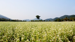 군정소식 > 의령소식 > 보도자료 > 의령하면 메밀국수, ‘메밀꽃 필 무렵’ 축제는 어때요? | 의령군청