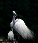 울산광역시 대표누리집 > 울산소개 > 시의상징 > 시목 시화 시조