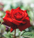 울산광역시 대표누리집 > 울산소개 > 시의상징 > 시목 시화 시조