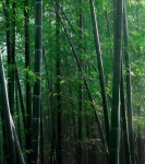 울산광역시 대표누리집 > 울산소개 > 시의상징 > 시목 시화 시조