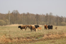 How fire can help preserve biodiversity? | United Nations Development Programme How fire can help preserve biodiversity?