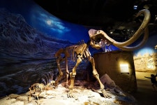 맘모스 화석 사진 무료다운로드 free Mammoth fossil - 어반브러시