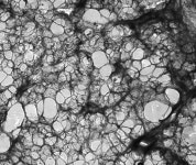 [어스바이오] Cell Systems 한국 공식 대리점 - 전문 수입/통관 | 연구용제품 > Bio마켓 | BRIC