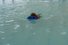 (글보기)수영참잘해요 감탄이 | 펫월드 소식 | 알림마당 | 의성펫월드 의성군, 의성펫월드