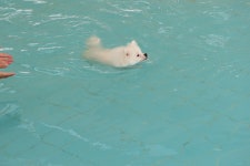 (글보기)수영잘하는 넌 누구? | 펫월드 소식 | 알림마당 | 의성펫월드 의성군, 의성펫월드