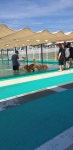 (글보기)오친구들 오늘 함 놀아볼까? | 펫월드 소식 | 알림마당 | 의성펫월드 의성군, 의성펫월드