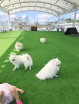 (글보기)간략한 오토캠핑장 이용후기 및 건의사항(9월 5일-6일, 9월 26일-27일) | 여행후기 | 알림마당 | 의성펫월드 의성군, 의성펫월드