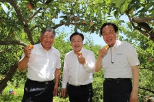 (글보기)제9회 봉양자두 체험행사 | 포토뉴스 | 의성군정 | 의성군 열린군수실 의성군 열린시장실