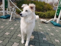     밴조선장터     :: PET    