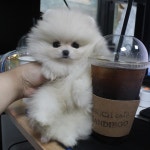     밴조선장터     :: PET    