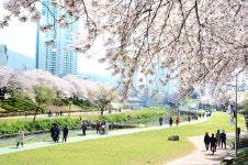 부산 관광 아카이브 > 온천천 BUSAN TOURISM ARCHIVE | 부산 관광 아카이브: 공식 관광 사진, 자료, 이미지, 영상, 문서 자료