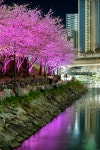 부산 관광 아카이브 > 동삼해수천 벚꽃_3 BUSAN TOURISM ARCHIVE | 부산 관광 아카이브: 공식 관광 사진, 자료, 이미지, 영상, 문서 자료