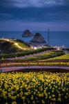 부산 관광 아카이브 > 오륙도 수선화_3 BUSAN TOURISM ARCHIVE | 부산 관광 아카이브: 공식 관광 사진, 자료, 이미지, 영상, 문서 자료
