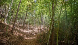 Gijang Bulgwangsan Forest Trail with its beautiful five colors : Recommended Tour : Walking Tour : Walking Tour: 부산시 공식 관광... 