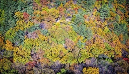 Gijang Bulgwangsan Forest Trail with its beautiful five colors : Recommended Tour : Walking Tour : Walking Tour: 부산시 공식 관광... 