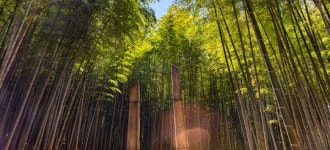 Spring Coming with the Wind through the Bamboo Forest!: Traveler guides : Plan your trip : Plan your trip - View: 부산시 공식 관광... 